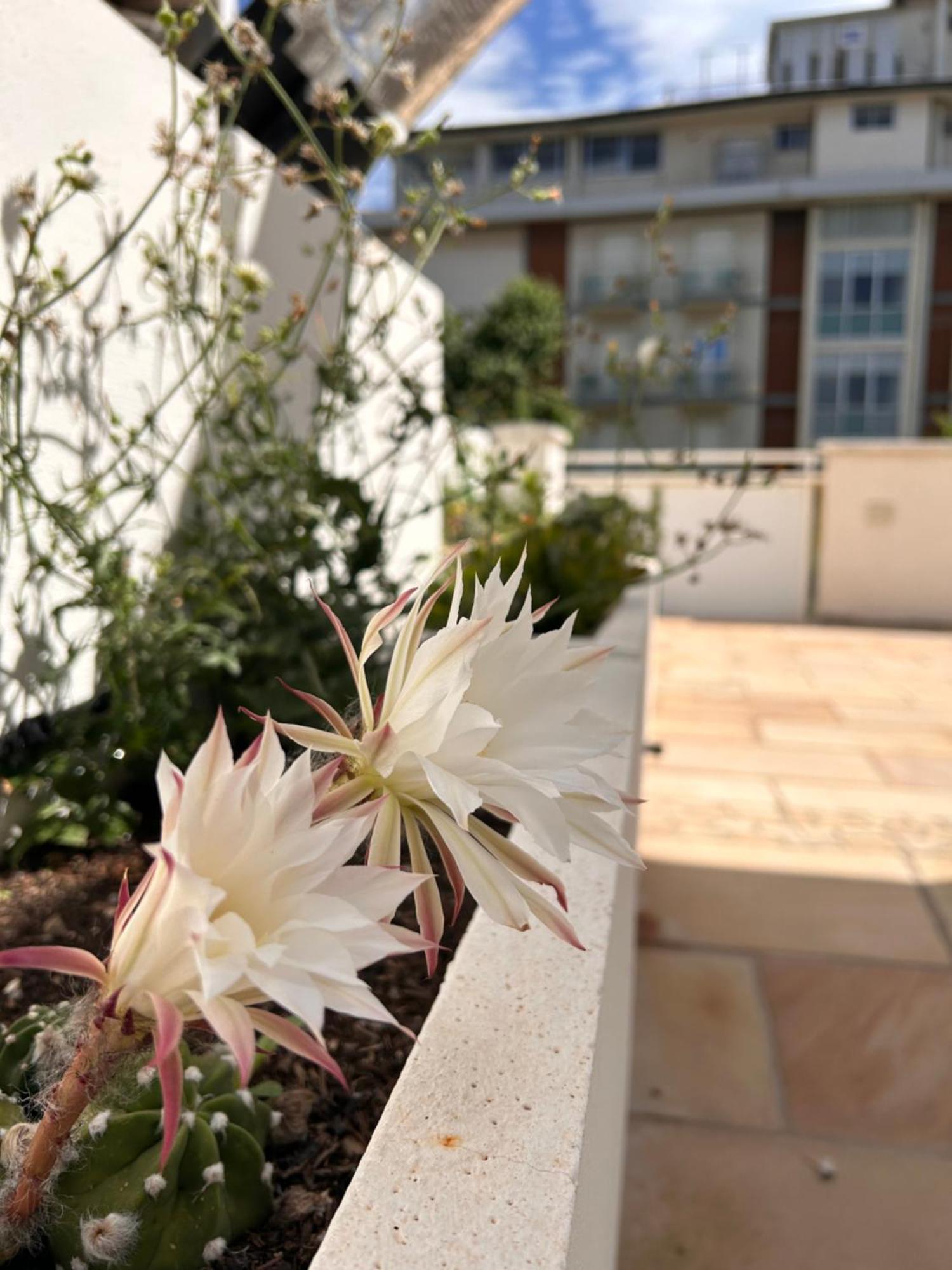 Residence Siesta ริมินี ภายนอก รูปภาพ